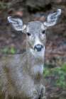 Issaquah, Washington State. Close-up of a black-tailed deer doe standing in a yard next to a forest Art Print